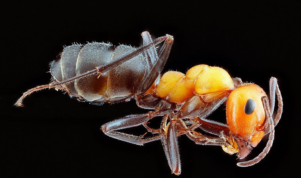 Ant Control service in Florissant, MO