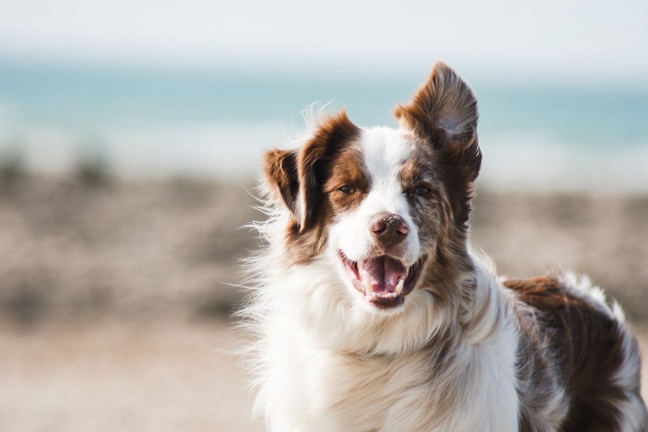 Flea & Tick Control service in Florissant, MO