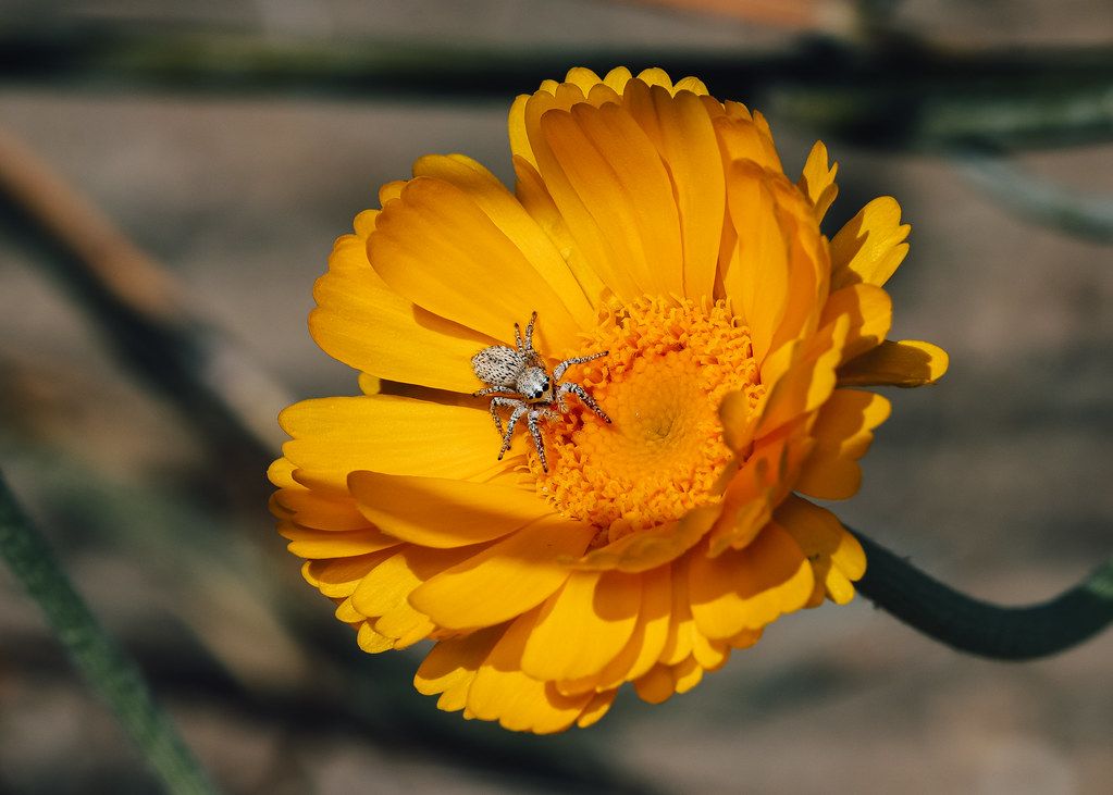 Spider Control service in Florissant, MO